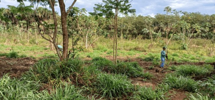 Pereira Barreto inicia ação ambiental para cumprimento de TCRAs com replantio de árvores nativas